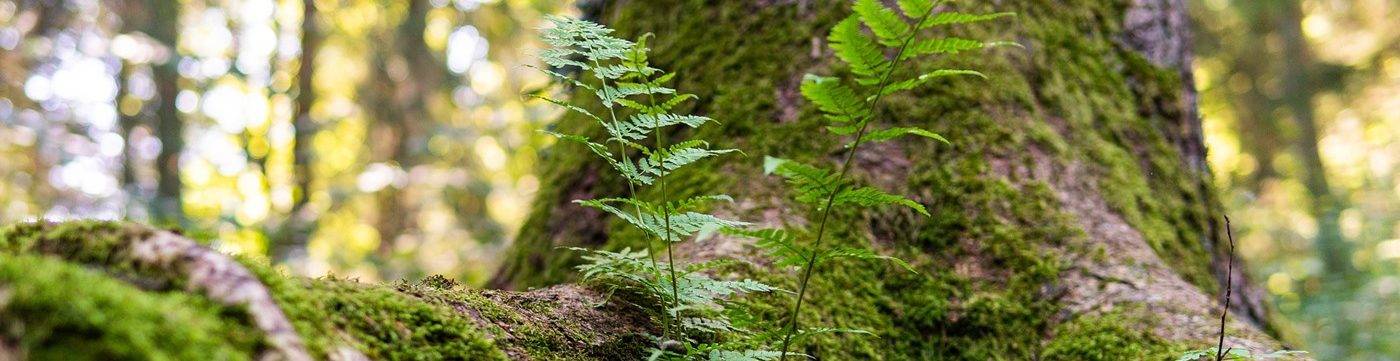 drumherum natur erleben